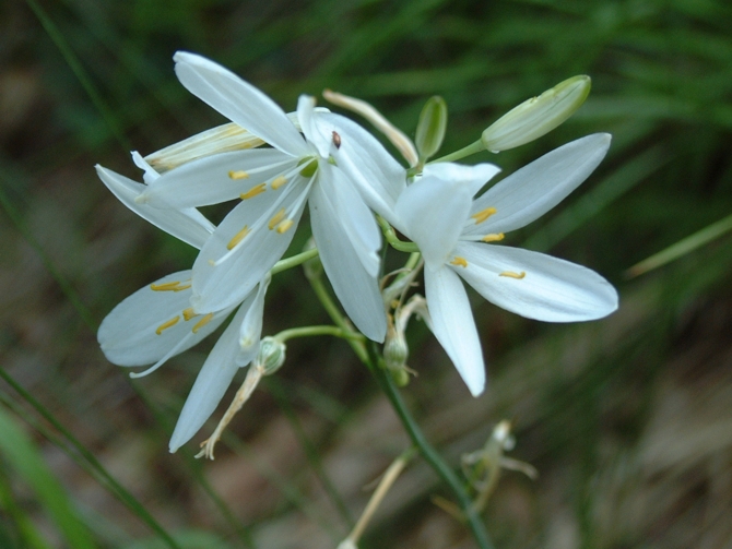 Anthericum liliago / Lilioasfodelo maggiore